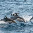 Whale Watching Monterey Bay semi-private limited to 6 people max