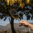 Wines of Sicily at SicilyFEST London 2024
