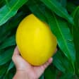 Fruta tropical 12