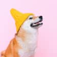 Día de los animales 3