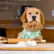 Pasta and Puppies