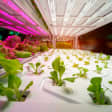 Project Plant: Farm-to-Table Pizza Experience by Samsung