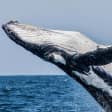 Gold Coast City Card (2 Days): Visit Unlimited Attractions