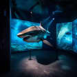Virtual Oceans: An Augmented Reality-Powered Exhibition - Waitlist