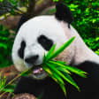 Animal 6
