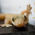 Reptil 6