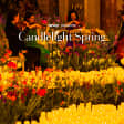 Candlelight Spring: A Tribute to Adele