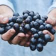 Curso online para elaborar tu propio vino  y visita a bodega
