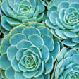 Flores de verano 9