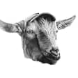 Brews 'n' 'Baaahs': Business Networking and Goat Experience