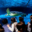 SEA LIFE Porto Entrance Ticket