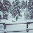Nieve 6