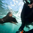 Seal Snorkeling with Animal Ocean in Hout Bay