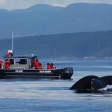 Ultimate Marine Whale & Wildlife Tour