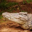 Reptil 3