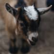 BYOBaaaah: Goat Walk & Goat Cuddles