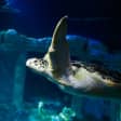 SEA LIFE Porto