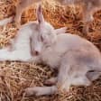 Happy Hour Tarot and Goats in the Garden at 29 Oaks Ranch