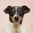 Hope Fest: Dog Fest