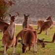 Half-Day Swan Valley & Wildlife Park Tour