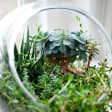 Terrarium Workshop 101