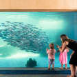 Glass Bottom Boat and Entry at AQWA