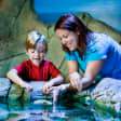 SEA LIFE Aquarium Dallas Admission Ticket