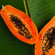 Fruta tropical 1