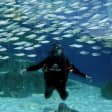 Dive with Sharks at AQWA
