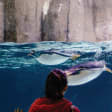 Sea Life Melbourne Aquarium Entry Ticket