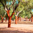 Árbol 10