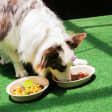 Pet Brunch 3ª edição | Sky Hall Terrace