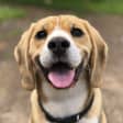 Curso online de cuidados para cães