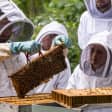 Atelier d'initiation à l’apiculture urbaine avec HappyCulteur
