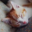 ¡Por la panza de tu gatito!