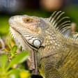 Reptil 10