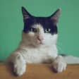 Día de los animales 5
