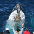 Spirit of Gold Coast Whale Watching