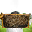 Intro to Beekeeping (6-Week Course)
