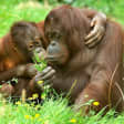 Kölner Zoo & Aquarium