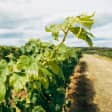 Sustainable & Eco-friendly Tractorless Vineyard Experiences