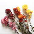 Dried Flower Bouquet Workshop at Il Fiorista with Wine And Light Bites