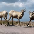 Scenic Tour of the Pikes Peak Highway