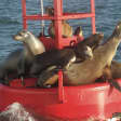 Two-Hour Harbor Cruise & Sea Lion Adventure