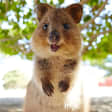 Discover Rottnest with Ferry & Bus Tour