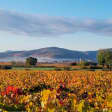 Dégustation de vins et fromages au Domaine Brisson