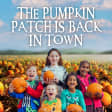 Pumpkin Patch At Hobbledown West London