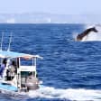 Small Boat Whale Watching Tour in Gold Coast