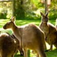 Healesville Sanctuary Entry Ticket