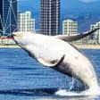 Gold Coast City Card (3 Days Card): Unlimited Attractions